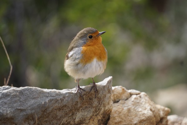 Bird in Marseille by Jesse Springer